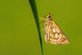 Chequered Skipper - Carterocephalus palaemon