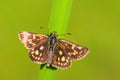 Chequered Skipper - Carterocephalus palaemon