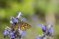 Chequered skipper (Carterocephalus palaemon).