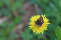 Chequered Skipper - Carterocephalus palaemon, small brown yellow dotted butterfly from European meadows