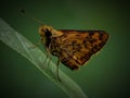 Chequered Skipper