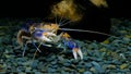 Cherax Destructor volcano moult in the aquarium