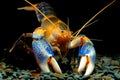 Cherax destructor yabby shrimp Royalty Free Stock Photo