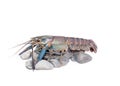 Cherax quadricarinatus Royalty Free Stock Photo