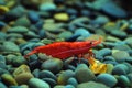 Cherax red in the aquarium Royalty Free Stock Photo