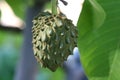 Cherimoya