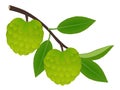 Cherimoya fruit on a branch with leaves on a white background.