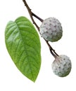 Cherimoya Fruit Royalty Free Stock Photo
