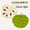 Cherimoya fruit vector illustration. Colorful textured modern design