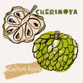 Cherimoya tropical fruit line art and color hand-drawn vector illustration. Rough crayon strokes doodle in an expressive loose