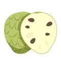 Cherimoya vector isolated. Sweet juicy exotic plant