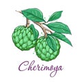 Cherimoya watercolor sketch