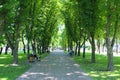 People rest in city park sitting on benches. Footpath with big trees and benches. Relax place