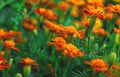 Chernobrivtsy flowers bloom in the garden. Selective focus. Royalty Free Stock Photo