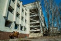 Street of the abandoned ghost town Pripyat. Overgrown trees and collapsing houses in the exclusion zone of the Chernobyl nuclear d