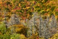 Cherohala Skyway in Peak Autumn Colors