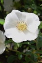 Cherokee rose blopssoms