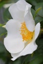 Cherokee rose