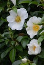 Cherokee rose