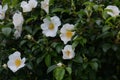 Cherokee rose Royalty Free Stock Photo