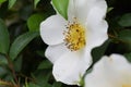 Cherokee rose Royalty Free Stock Photo