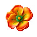 Cherokee Rose: Radiant Yellow & Red Floral Delight. Royalty Free Stock Photo