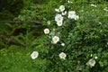 Cherokee rose ( Rosa laevigata ) flowers. Royalty Free Stock Photo