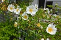 Cherokee rose ( Rosa laevigata ) flowers. Royalty Free Stock Photo