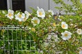 Cherokee rose ( Rosa laevigata ) flowers. Royalty Free Stock Photo