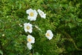 Cherokee rose ( Rosa laevigata ) flowers. Royalty Free Stock Photo