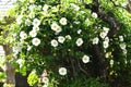 Cherokee rose ( Rosa laevigata ) flowers. Royalty Free Stock Photo