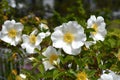 Cherokee rose ( Rosa laevigata ) flowers. Royalty Free Stock Photo