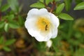 Cherokee rose ( Rosa laevigata ) flowers. Royalty Free Stock Photo