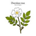 Cherokee rose Rosa laevigata the official state flower of Georgia Royalty Free Stock Photo