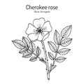 Cherokee rose Rosa laevigata the official state flower of Georgia Royalty Free Stock Photo