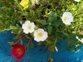 Cherokee roses in white and red Royalty Free Stock Photo