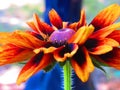 Cherokee sunset black-eyed susan flower and stem