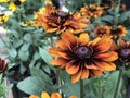 Cherokee Sunset Rudbeckia