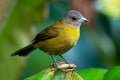 Cherrie`s Tanager - Ramphocelus costaricensis is a medium-sized passerine bird. This tanager is a resident breeder in the Pacific