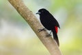 Cherrie`s Tanager - Ramphocelus costaricensis is a medium-sized black and scarlet passerine bird