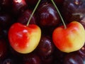 Cherries Royalty Free Stock Photo