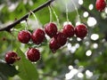 Cherries Royalty Free Stock Photo