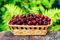 Cherries basket harvest Royalty Free Stock Photo