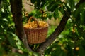 Cherries in a basket, harvest of ripe berries Royalty Free Stock Photo
