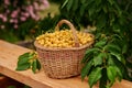 Cherries in a basket, harvest of ripe berries Royalty Free Stock Photo