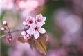 Cherries Blossom tree over nature background Royalty Free Stock Photo
