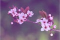 Cherries Blossom tree over nature background Royalty Free Stock Photo