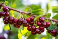 Cherries on a branch of a fruit tree in the sunny garden. Bunch of Fresh cherry on branch in summer season