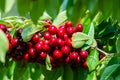 Cherries on a branch of a fruit tree in the sunny garden. Bunch of Fresh cherry on branch in summer season