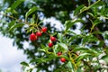 Cherries on a branch of a fruit tree in a sunny garden. Seasonal harvest of berries Royalty Free Stock Photo